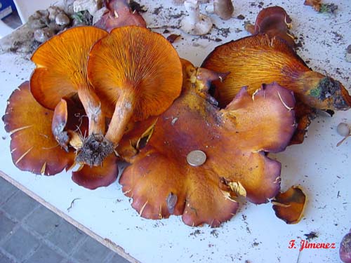 Omphalotus olearius